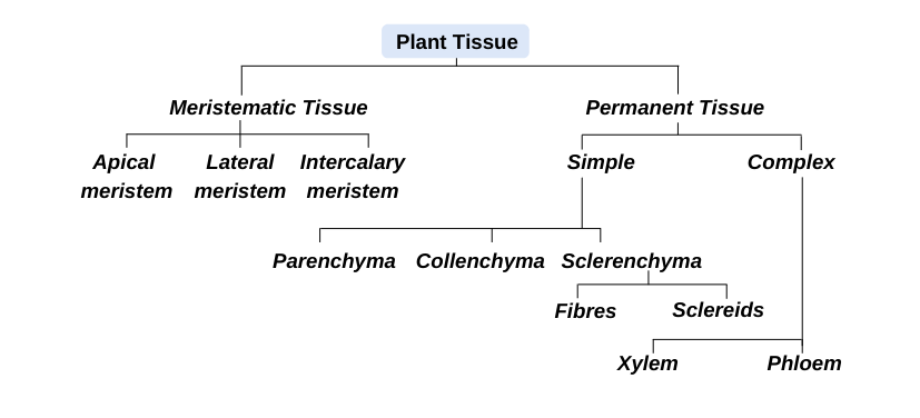 Classification of Plant Tissue