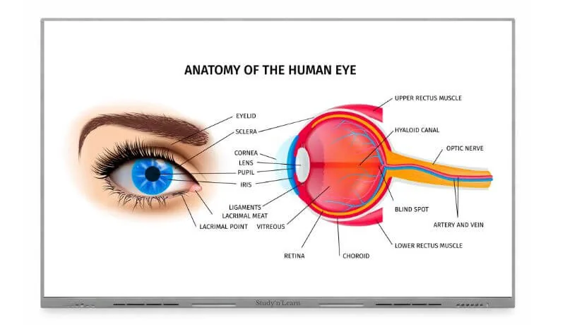 Interactive diagrams and visual learning tools on a StudynLearn IFP